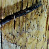 Woodworm holes are numerous