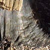 The bark is wrinkled, as if the interior is shrinking